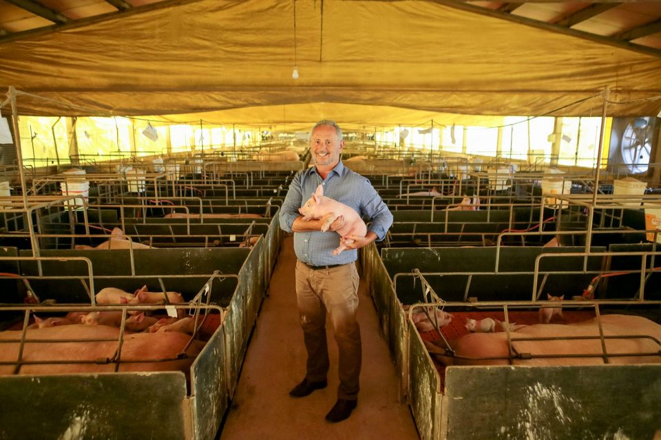 Camari Eleita 3 Melhor Granja De Sunos Do Brasil