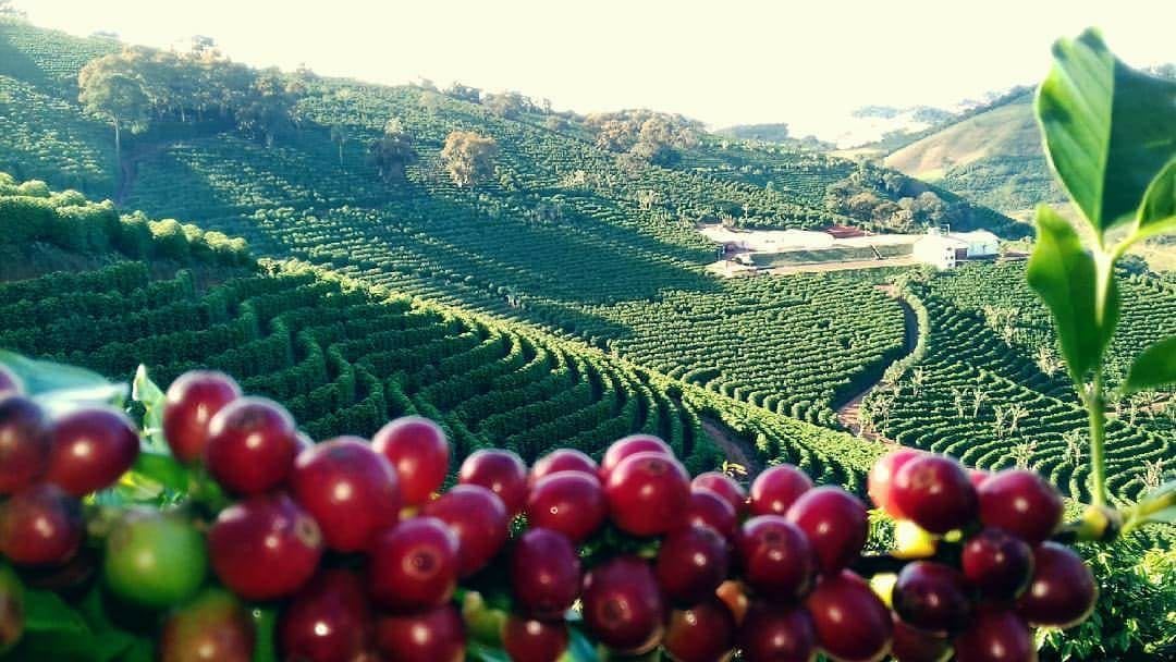 Produtividade Da Lavoura De Café Cresce 38 Em Dez Anos Aponta Fiesp Agro Mogiana 7389